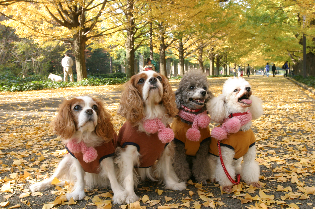 犬種わんわんワンダフル大事典