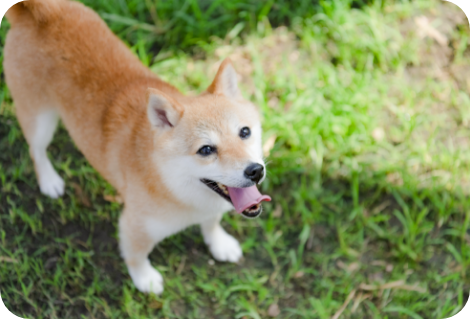 豆柴紹介